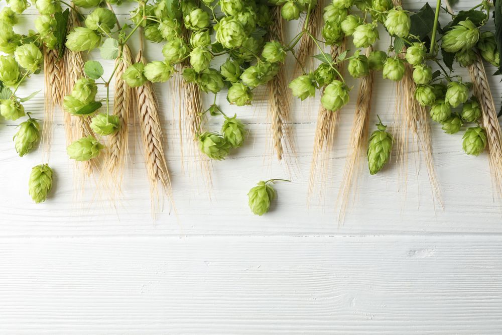 Hop cones and spikelets on wooden background, copy space