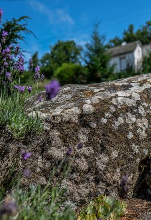 Close up of rock with lavender growing around it