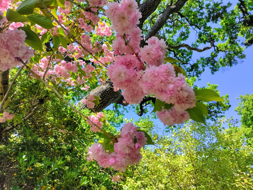 Cherry blossoms tree, horizontal