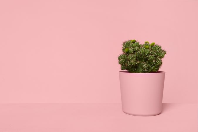 Green cactus in a pink flower pot on a pink background