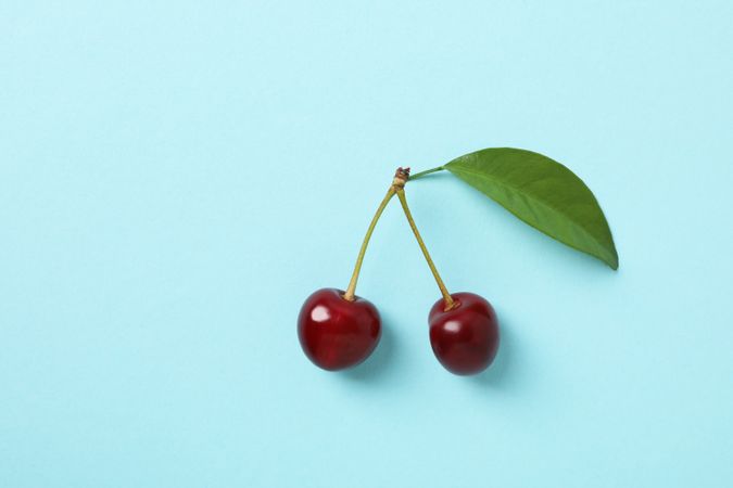 Ripe juicy cherry fruits with leaves on a blue background