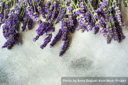 Fresh lavender flowers in a row on top of frame bGRNev