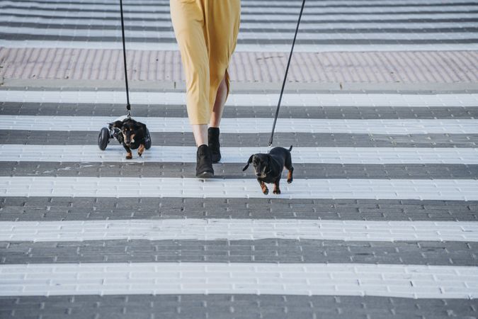 Woman walking with dogs and pet with wheelchair on street