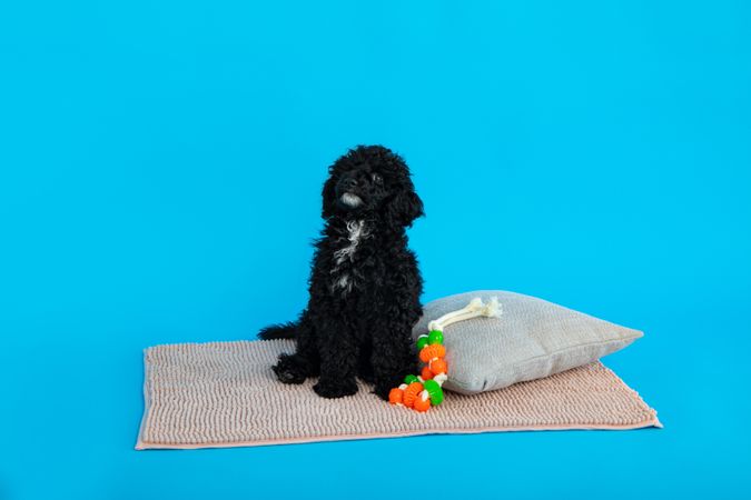 Cute dog sitting on bed in blue studio shoot