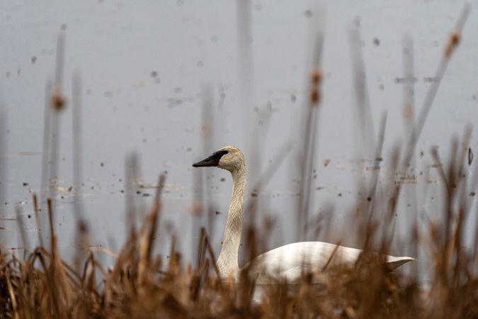 A Trumpeter Swan partially eclipsed by cattails during the partial eclipse in McGregor, Minnesota