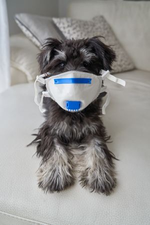 Fluffy dog in protective mask
