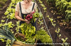 Unrecognizable woman farmer holding freshly picked root vegetables from her garden 5l6kYb