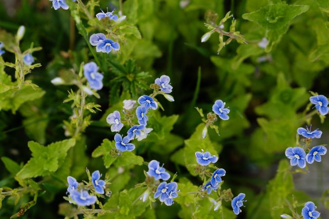 Cluster of small blue flowers