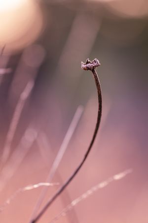 Side view of dried flower stalk