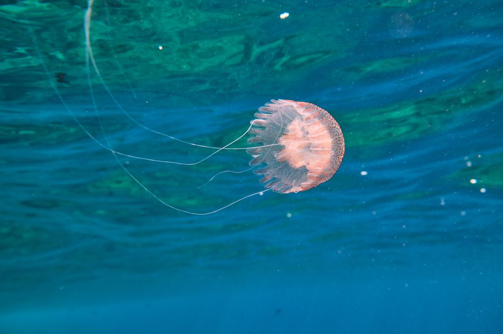 Pelagia noctiluca swimming near water surface