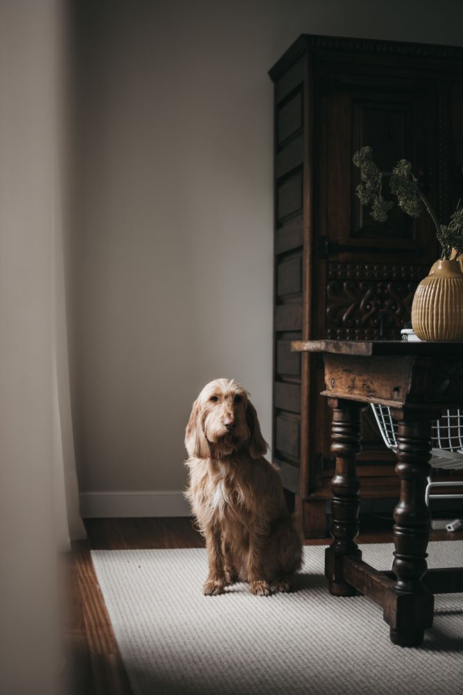 Old lonely dog sitting on carpet at home