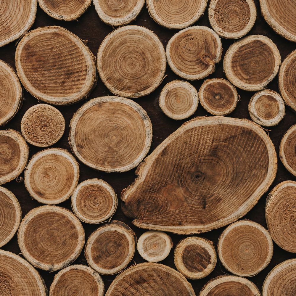 Cross section of cut trees