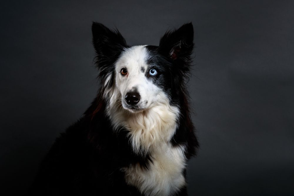 Funny dog with different eyes