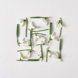 Snowdrop flowers square on light  paper