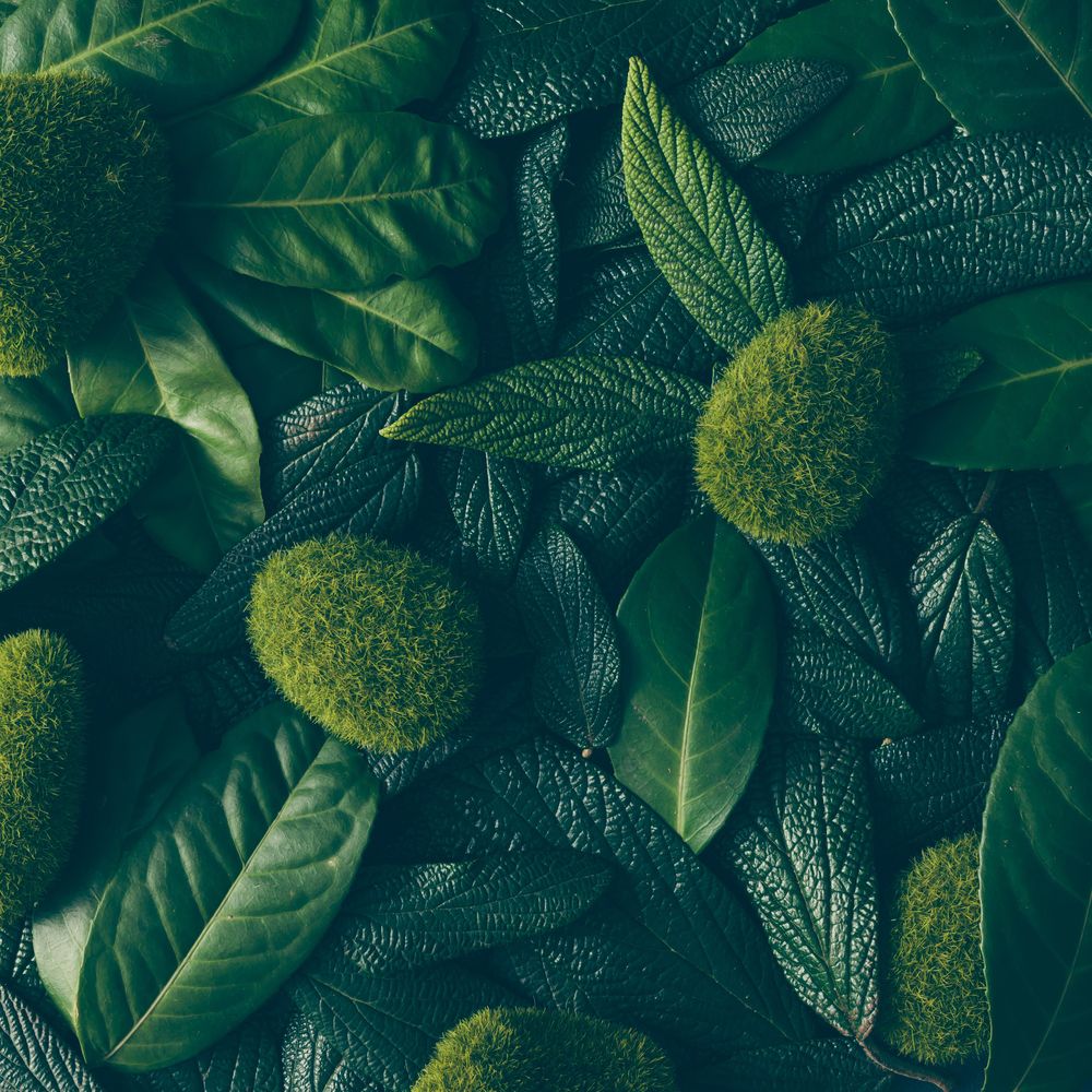 Creative layout made of green leaves