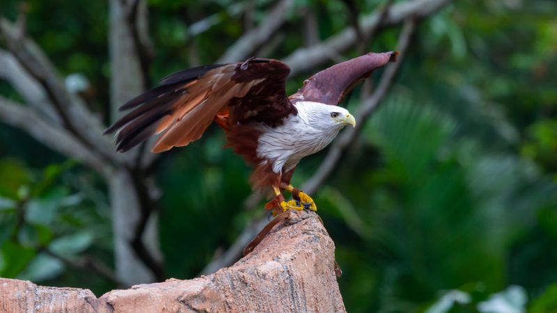 Eagle Ready To Fly