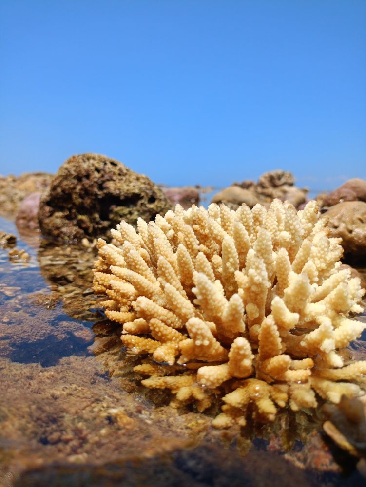 very beautiful coral macro