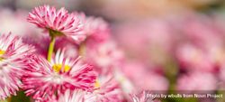Pink chrysanthemum flower with yellow center bEDkG4