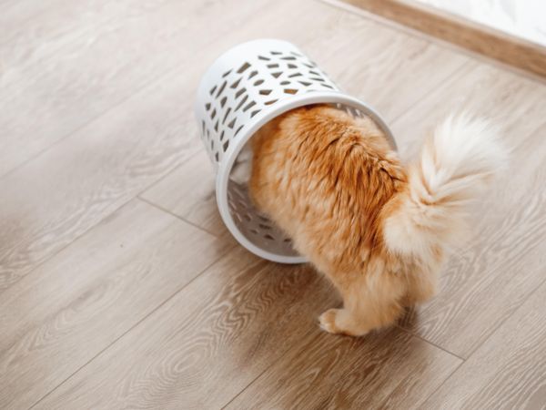 Cute ginger cat with overturned wastebasket