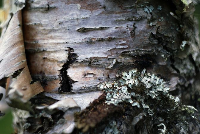 Cork on birch in forest