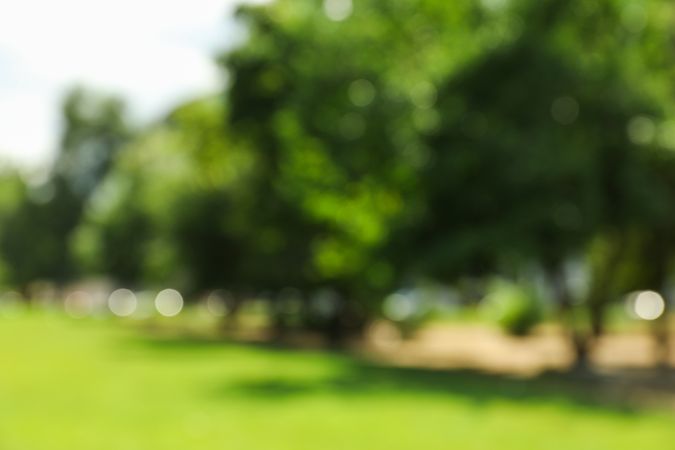 Beautiful green summer park. Blurred background, copy space