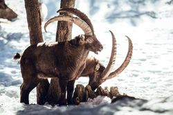 Wild goats pasturing near tree between snow