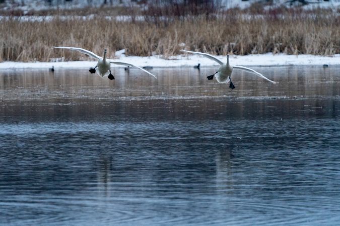 Trumpeter Swans in flight above lake in McGregor, MN