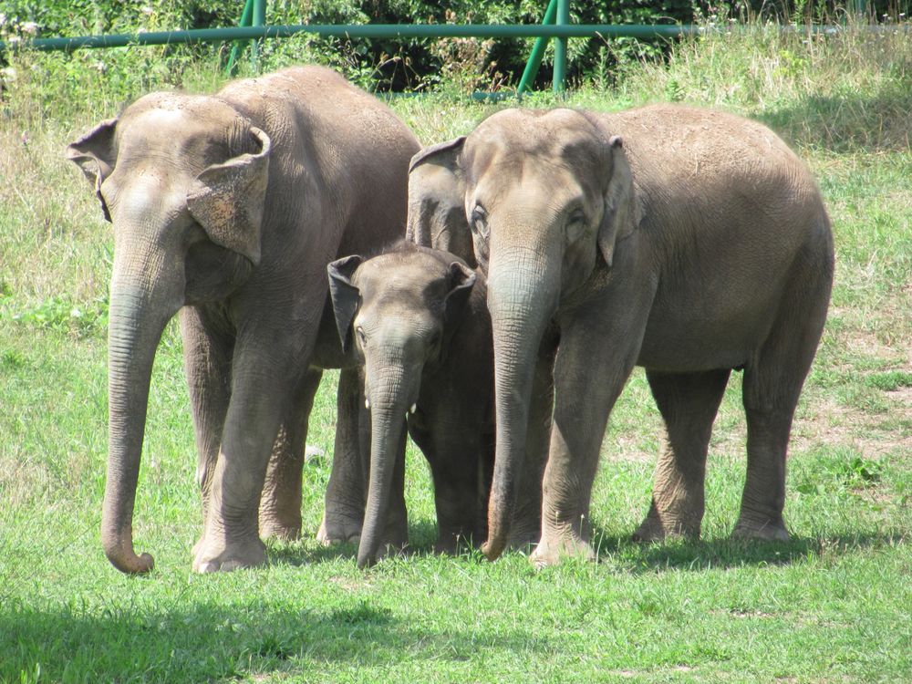 Elephant Family
