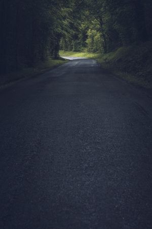 Empty road in dense green forest