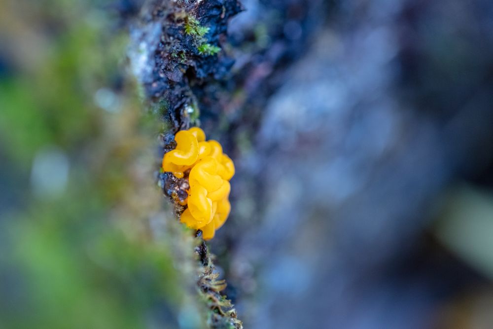 Close up of yellow moss
