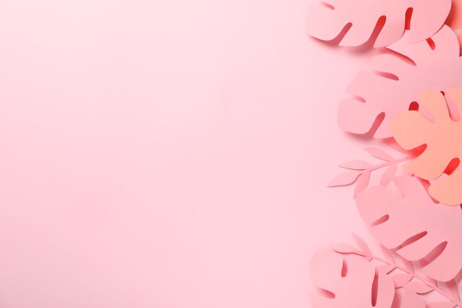 Decorative palm leaves on pink background, space for text