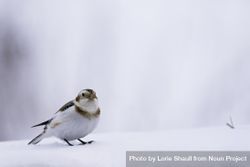 Closeup of snow bunting bird in the snow 0KKGy0