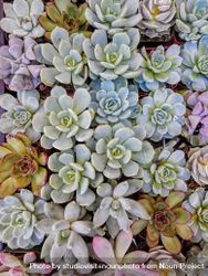 Succulents in pots, viewed overhead 5XV2Vb