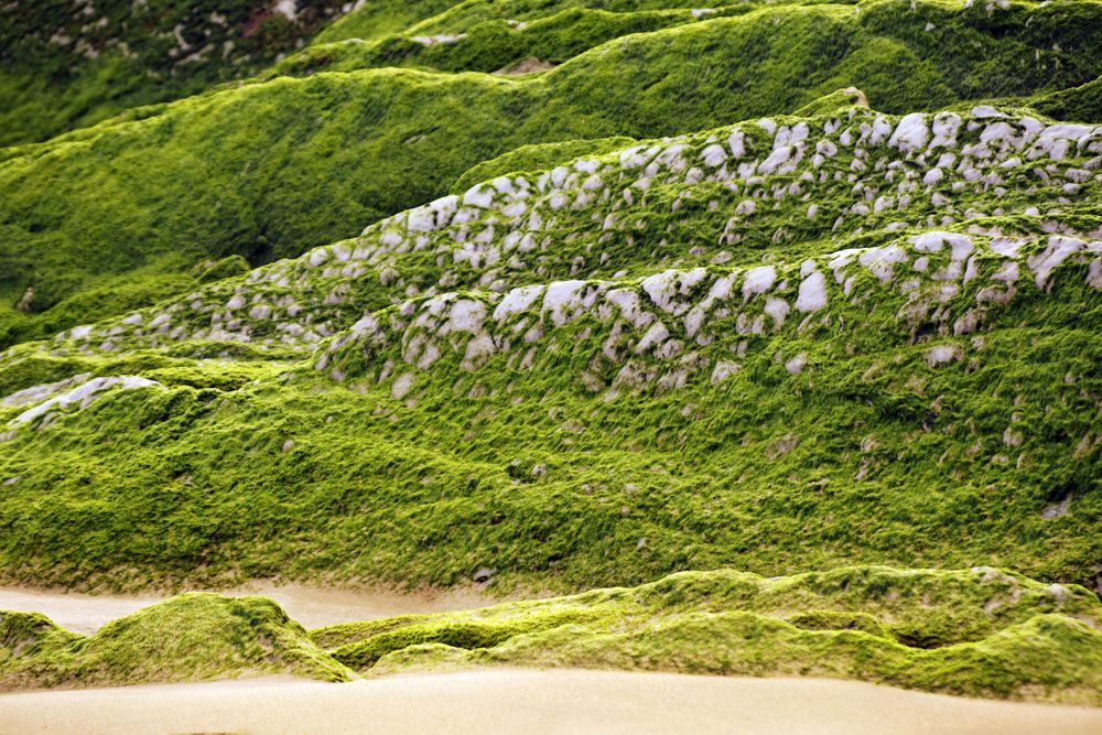 Stony hill covered with moss