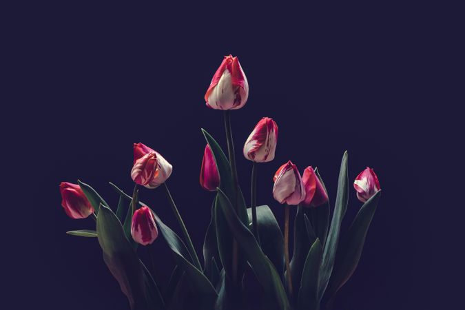 Red tulips flowers on dark background