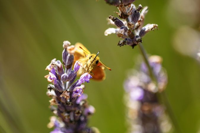 Orange butterfly head on sitting on a purple bud