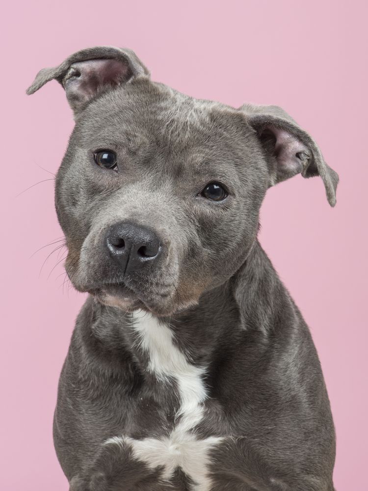 Portrait of a Pit-bull terrier at a pink background