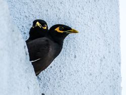 Common myna on light building wall