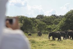 Anonymous person taking pictures of elephants