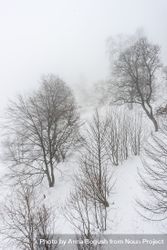 Wintry trees on snowy day in Caucasus mountains 5QqzX5
