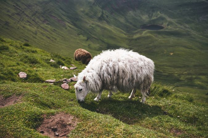Beautiful fluffy sheep grazing