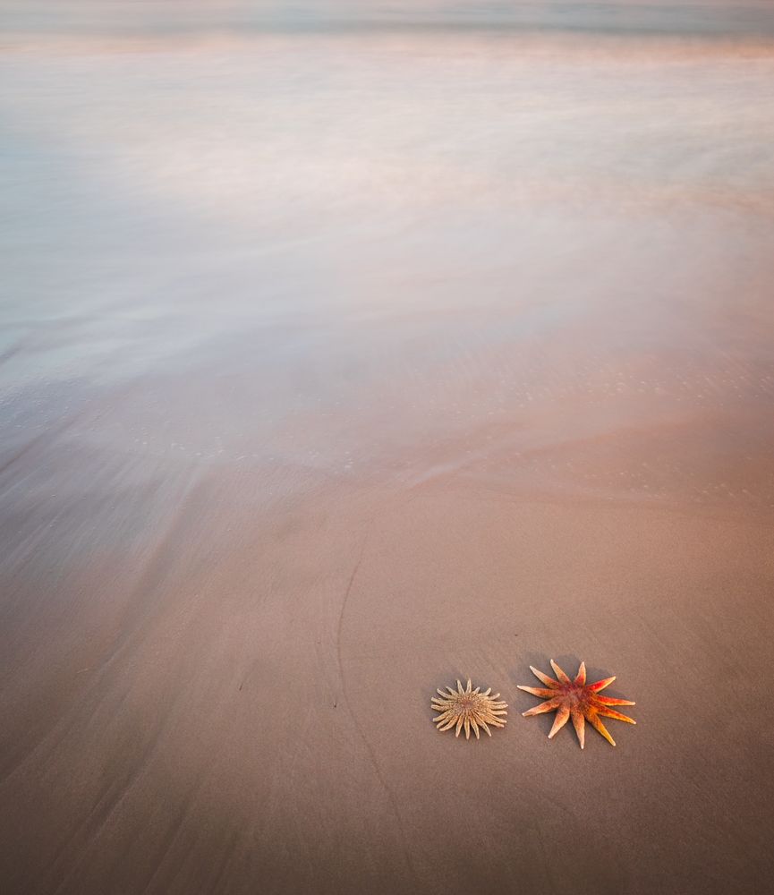 Starfish on sandy coast near sea