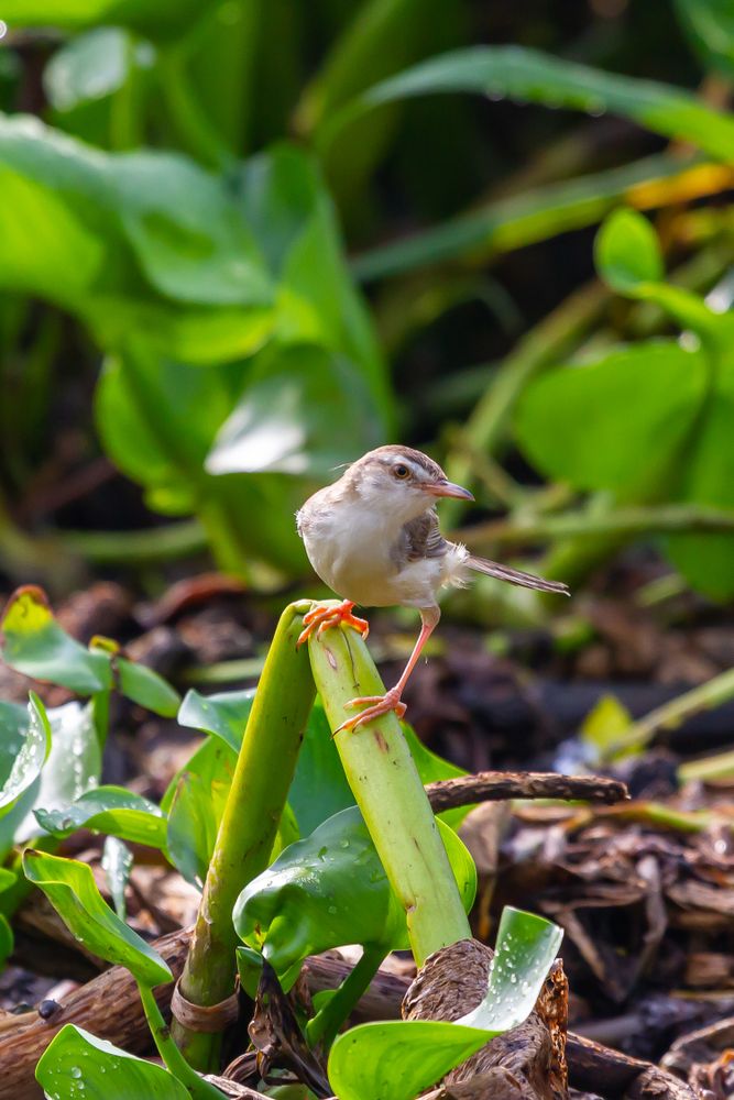 Bird Standing On Branch