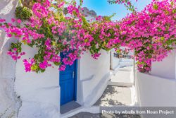 Lane in Santorini with overhang of pink flowers 48DLv4