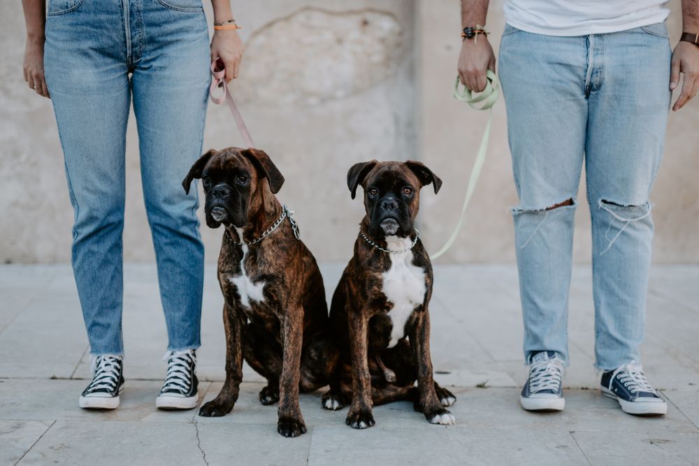 People standing and keeping cute boxers on leash