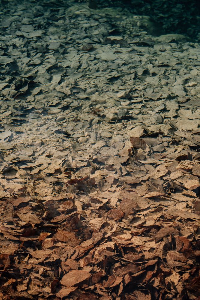 Autumn leaves on rough shore near clean water