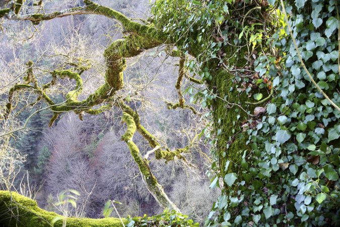 Green branches covered with moss