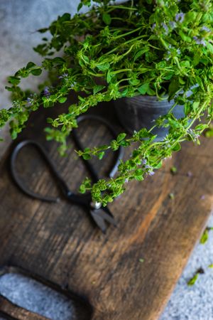 Marjoram in pot on cutting board