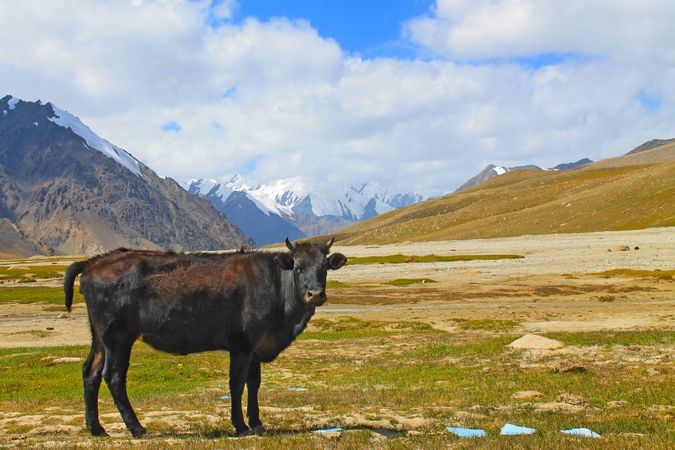 Cow standing in field in the Karakoram Mountains