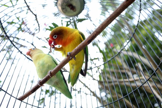 A Green Lovebird Couple in the Cage